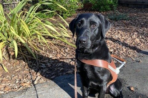 Chance is sitting in his GDB harness. He is on a cement path with plants and mulch behind him.