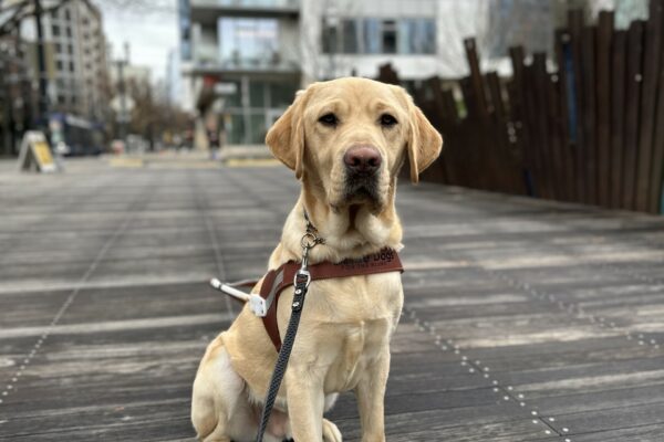 Drake, a male yellow lab, is sitting on a wooden sidewalk in downtown Portland. He is looking towards the camera and is wearing his guide dog harness.