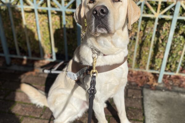 Edison sits in harness in front of a tree and vegetation. It is a sunny day and Edison is looking up at the camera with his mouth closed.