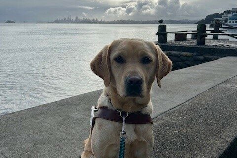 Flora sits facing the camera wearing her GDB harness and a perked up expression. In the background is part of the bay with the city skyline in the distance and large white and grey puffy clouds in the sky.