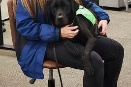 Black Lab Houston settling in a woman's lap while she sits in a chair.