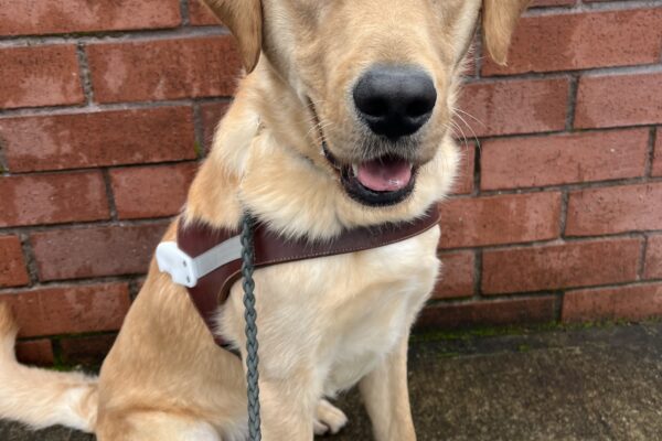 Rocket sits in front of a red brick wall on a rainy day while wearing his brown leather harness. He appears to be smiling while looking at the camera.