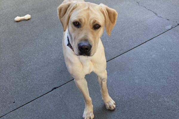 Moonlight stands in an enclosed play area with a nylabone on the ground. Her head is tilted to the side as she gazes at the camera.
