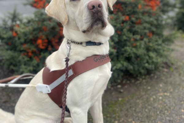 Lolo, a female yellow Labrador, sits in harness in downtown Gresham on a sidewalk. She is sitting in her leather harness and is looking at the camera in front of a green bush with small orange berries.