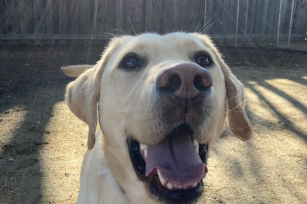 Marco is looking up at the camera with a big smile on his face as he plays in one of the play yards.