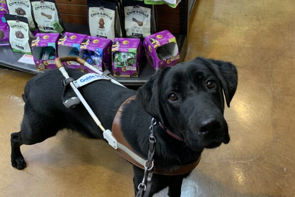 Marcus stands in harness with his head slightly tilted while waiting in line at a pet store.