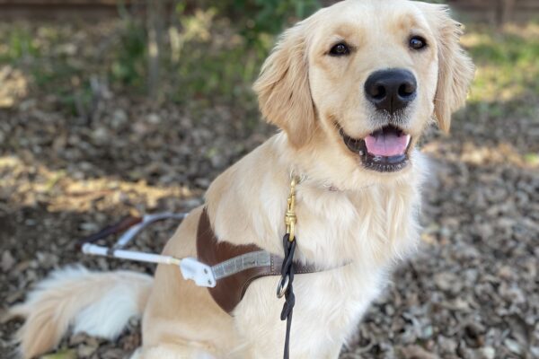 Meadow sits in harness on a bed of fallen leaves with a wooden fence in the background and some greenery. She is looking at the camera with her mouth open.