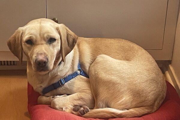 Natalie is pictured curled up in a ball on a red dog bed in her current FC home.