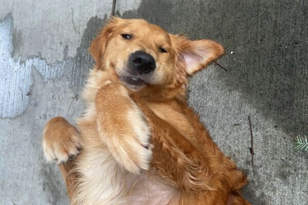 Oatmeal lays on her back with her front paws in the air and a smile on her face, celebrating after a route with her instructor.