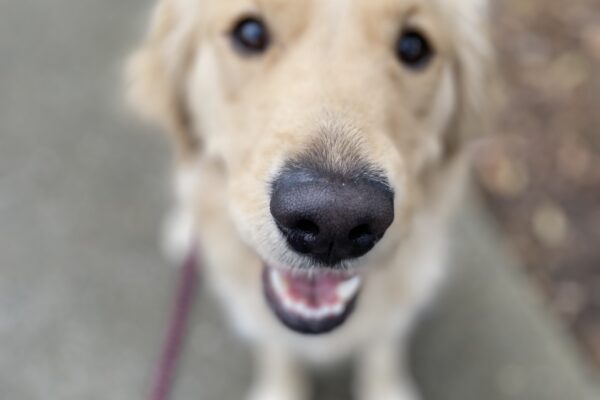 A golden retriever/lab cross sits looking up at the camera.  Portrait mode was use so the background is blurred, but her black nose and dark eyes are highlighted.
