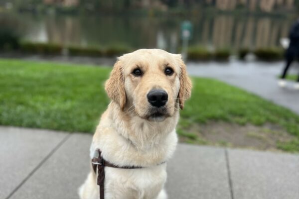 Stephi sits in harness while staring into the camera. Her ears are dark and wet from the rain outside. In the background is the Palace of the Fine Arts in San Francisco.