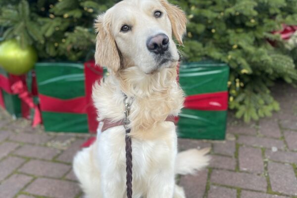 Supreme, a male golden Labrador cross, sits in his guide dog harness in front of a large Christmas tree. The tree is full of red and white striped, gold, and green ornaments. Supreme is placed in front of big green presents with red bows on them. He is looking at the camera with a head tilt.