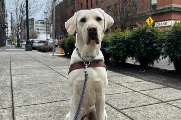 Tilden, an almost white colored yellow lab, is sitting on a concrete sidewalk downtown. He is looking towards the camera and is wearing his guide dog harness.