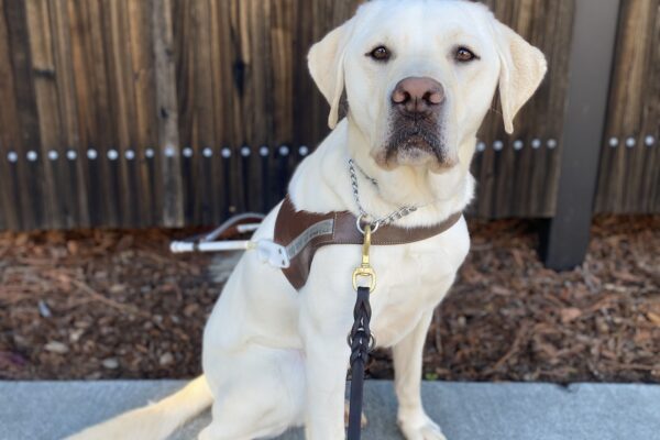 Titan sits in harness on the sidewalk in front of a wooden fence. He is looking at the camera with his mouth closed and a serious expression.