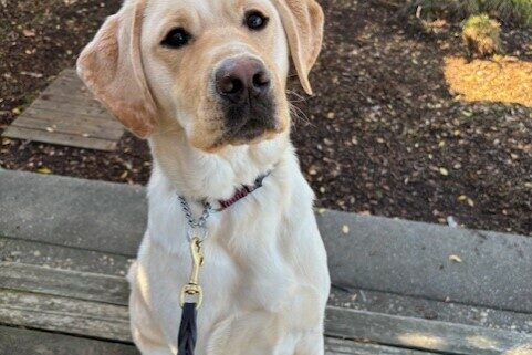 Trusty takes a break on a campus walk to pose for a quick picture. He is sitting on a wooden bench. Mulch and a tree are visible behind him. He is looking at the camera.