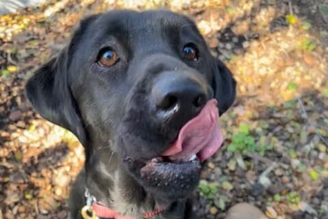 Wavy licks her lips after a tasty treat! She is sitting and looking at the camera while on a campus walk.