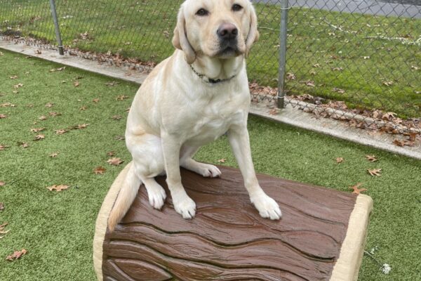 Fennel is sitting on a plastic brown log in the fenced free-run area. She is looking at the camera.