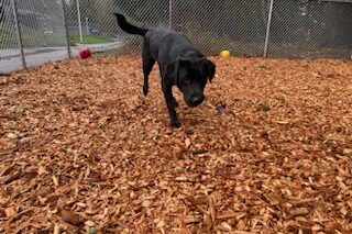 Black lab Victory runs across a fenced in play are filled with bark chips.