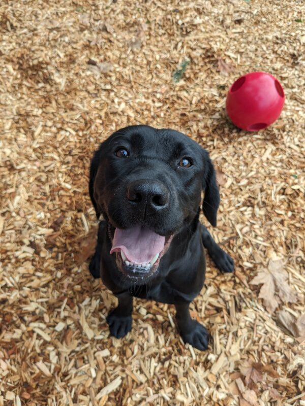 A smiley black lab sitting on bark chips looking up at the camera with her mouth wide open.
