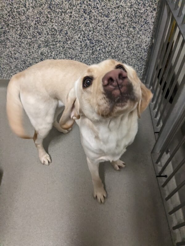 A yellow lab has her ears folded back mid wiggle with her pink nose in the air. She is prancing around, excited for her dinner!