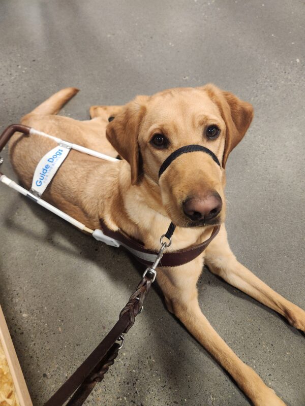 Fabio lies down, in harness, on a concrete floor inside a bookstore. He is wearing a black head collar and looking into camera with a calm expression on his face.