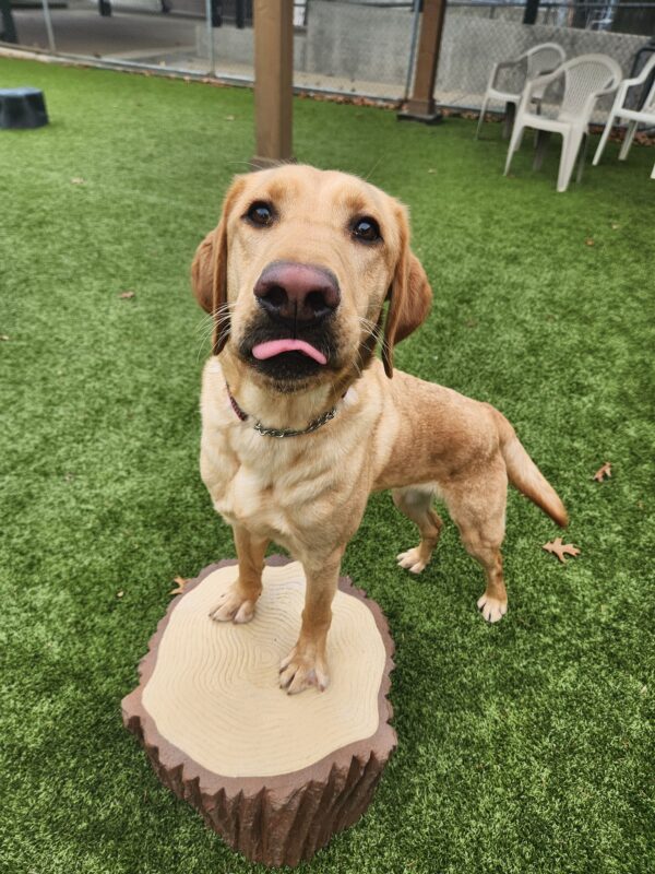 Fabio stands with his front feet on top of a plastic tree stump in a play yard on the Oregon campus. Her is looking directly into the camera with his tongue sticking out, mid-lick. In the background are plastic picnic chairs and wooden posts.