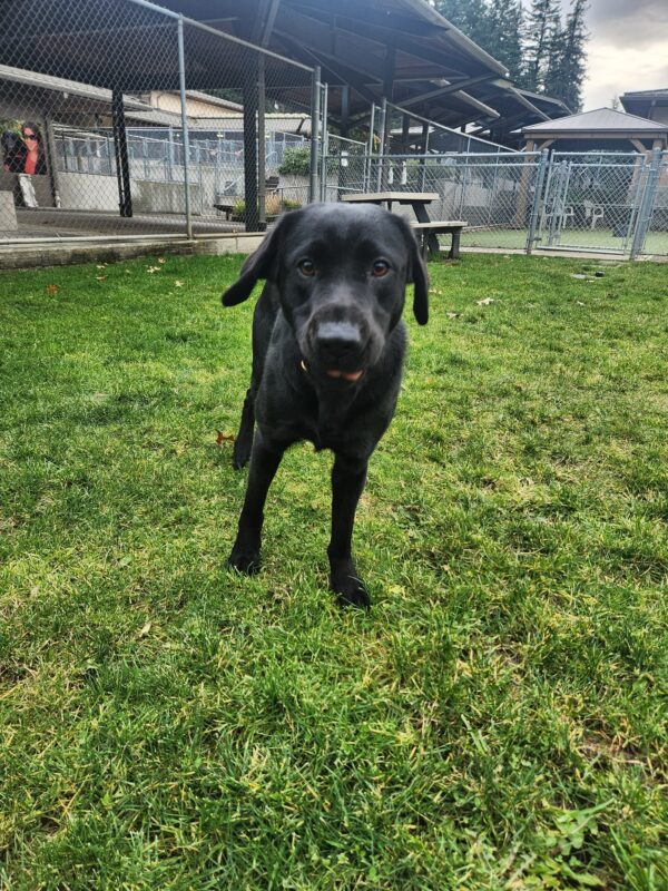 A picture of Cinder, in motion, is snapped in a grassy play yard on the Oregon campus. She is in the process of excitedly approaching the camera with her tongue sticking out slightly.