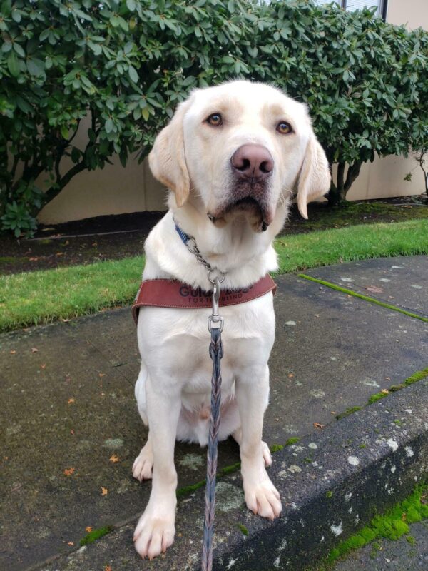 Kringle is sitting in harness at the Gresham Lounge. He's looking at the camera.
