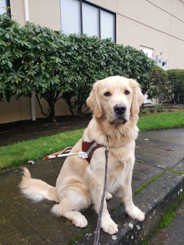 Wimbledon is sitting in harness at the Gresham Lounge. He's looking at the camera.