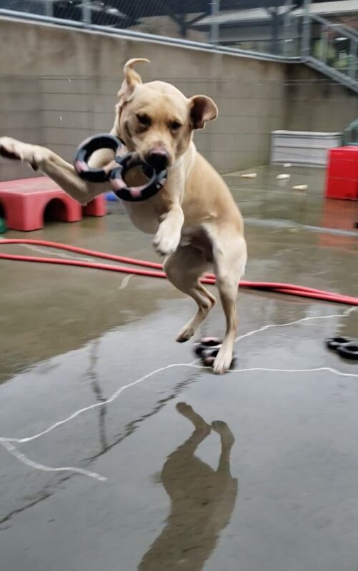Gazpacho is in Community Run on the Oregon Campus. He has an infinity Gonut in his mouth. He is jumping in the air and his ear are all over the place. Part of his reflection is visible on the ground.