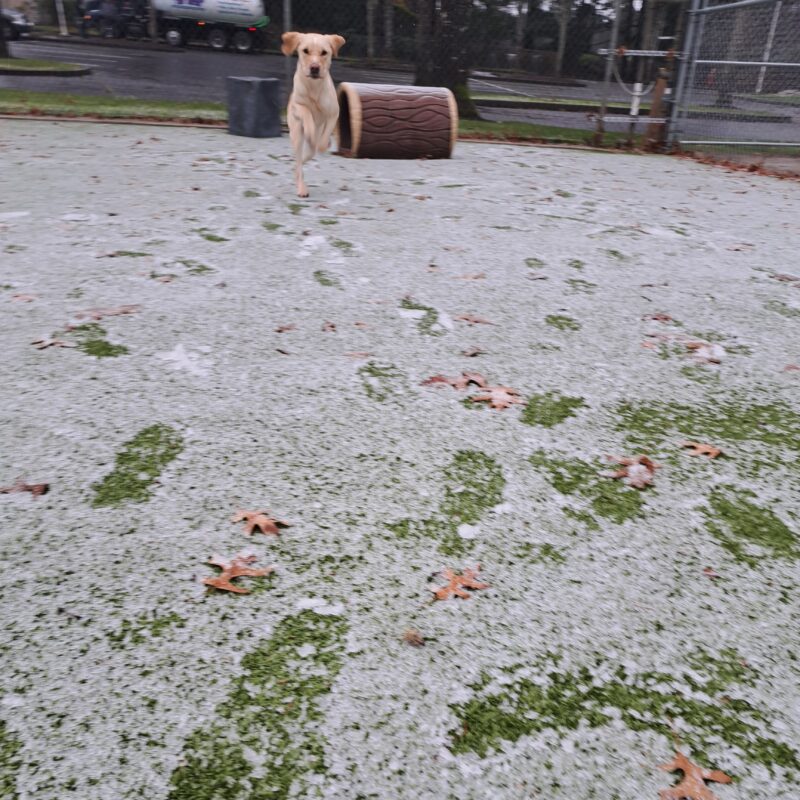 Yellow lab (Anders) running towards the camera with all four feet in the air, ears flopping as he runs. The turf covered in beautiful white snow.