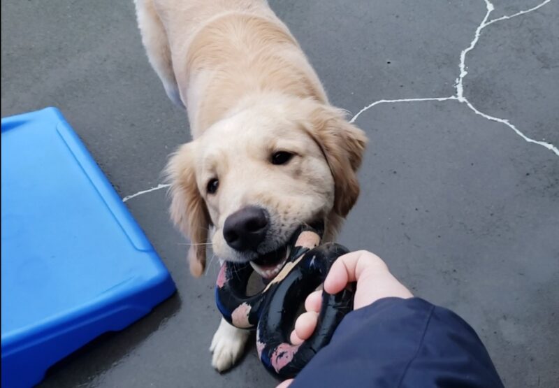 Wimbledon is in Community Run on the Oregon campus. He is playing tug with an infinity Gonut and his primary handler.