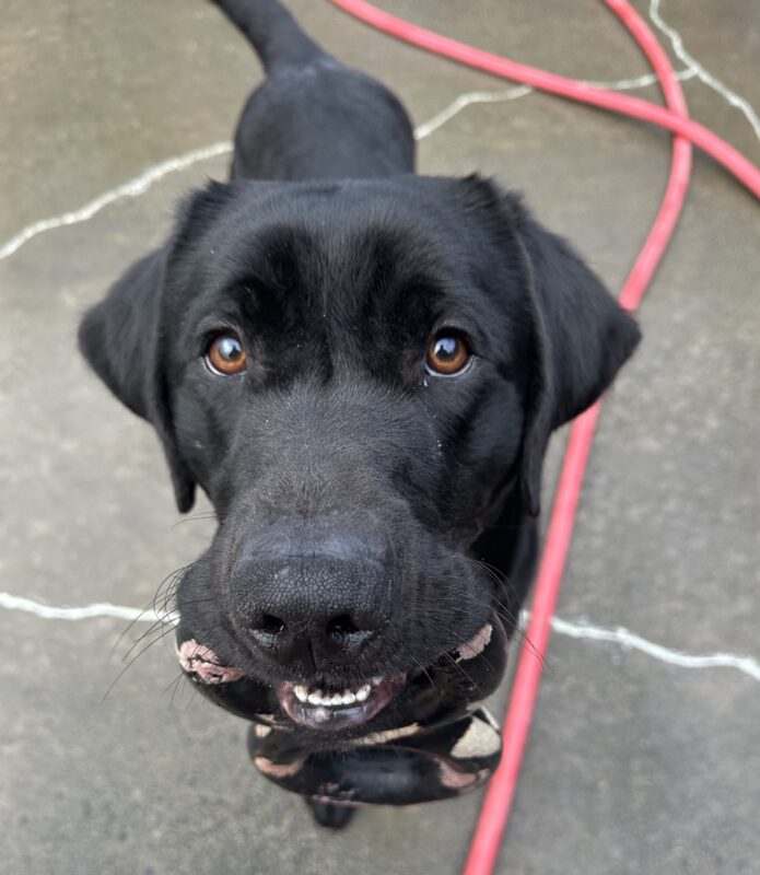 Black Lab Tobago stands in a concrete play area, holding a black double ring Gonut tug toy in his mouth. A red hose is next to him.