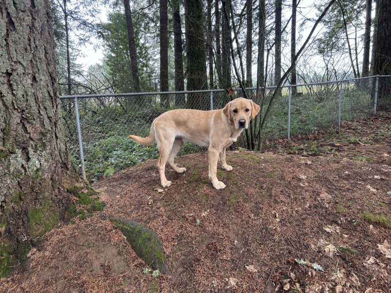 Male, yellow lab golden cross Renoir playfully poses mid-zoomie session atop a small hill in an enclosed yard space.
