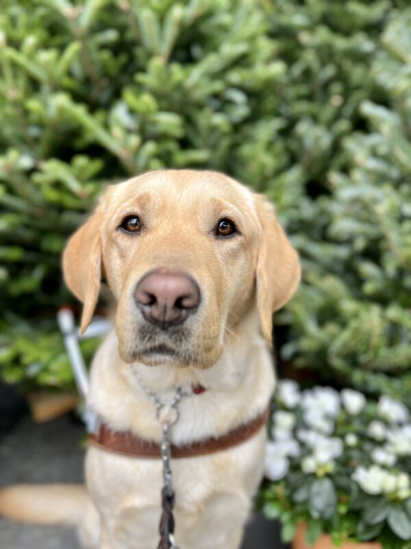 <p>Barbara is sitting in front of green trees while wearing her harness. She is staring into the camera with her soft eyes.</p>