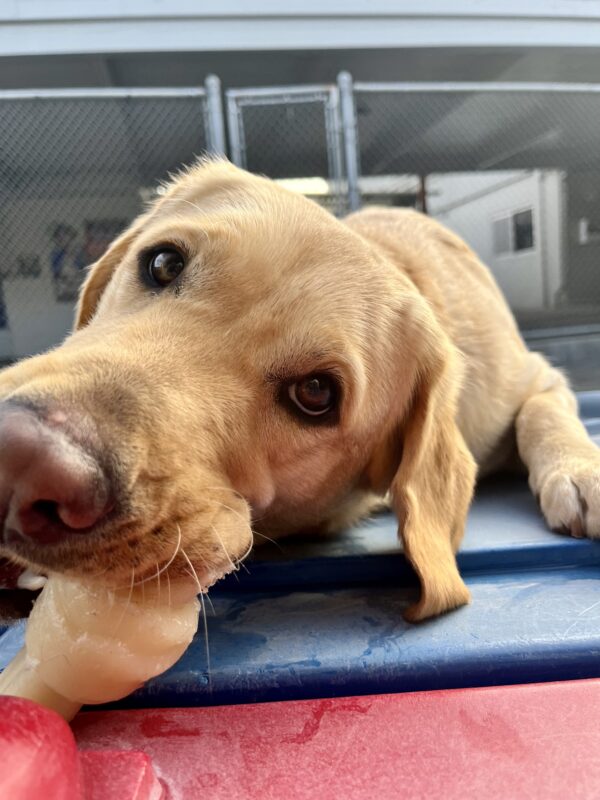 <p>Barbara is chewing on a nylabone while laying on a blue community play structure.</p>