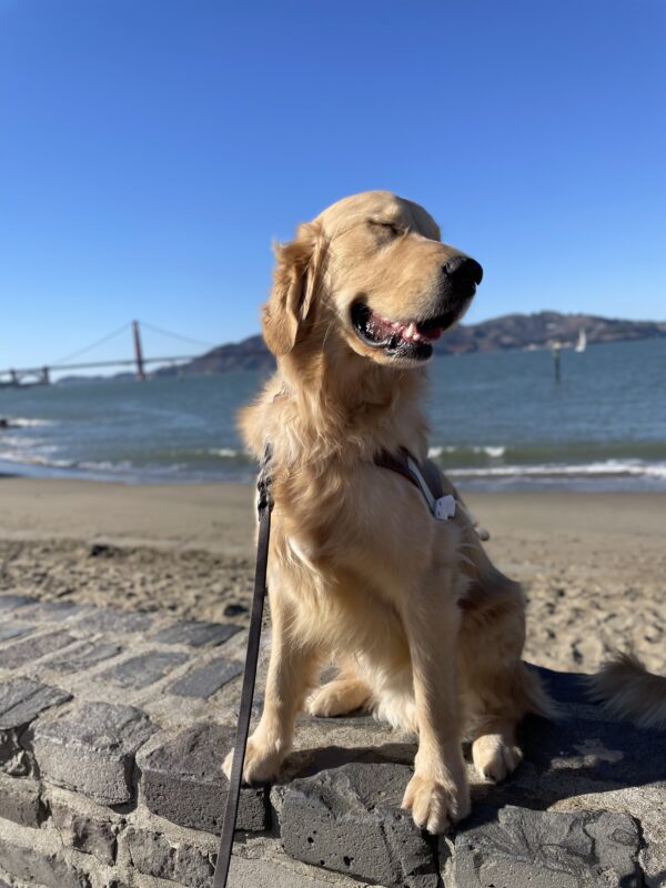 Photo is of coated golden cross Ford sitting in harness on a short rock retaining wall with a sandy beach, the bay, and the Golden Gate Bridge behind him. He is facing the right of the photo with his eyes closed and a happy expression on his face.