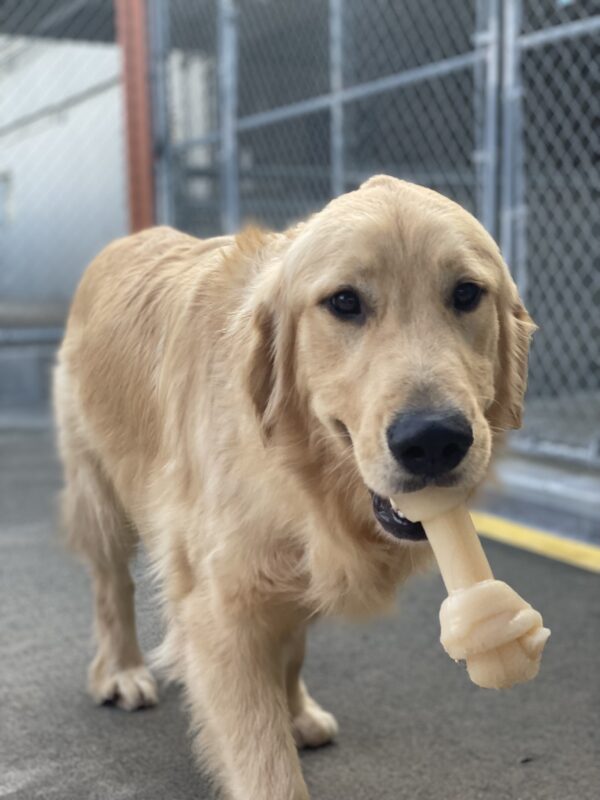 <p>Photo is of Ford walking toward the camera with a bone hanging out of his mouth.</p>
