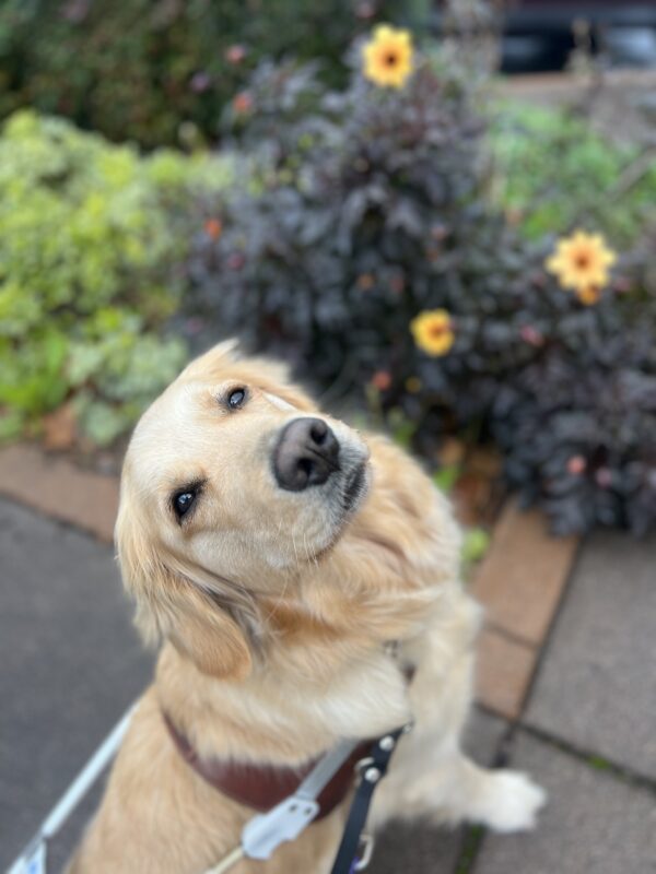 Hattie looks back towards the camera in harness. Behind her are three yellow flowers and green bushes.