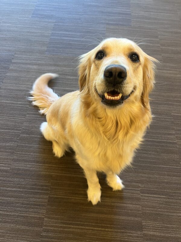 Hattie sits looking up at the camera. Her mouth is partially open and appears to be
