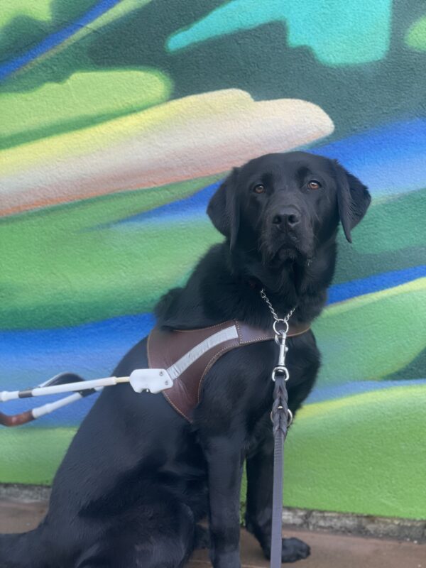 <p>Gemstone poses in front of a colorful mural while wearing a leather GDB harness. She is looking directly at the camera.</p>
