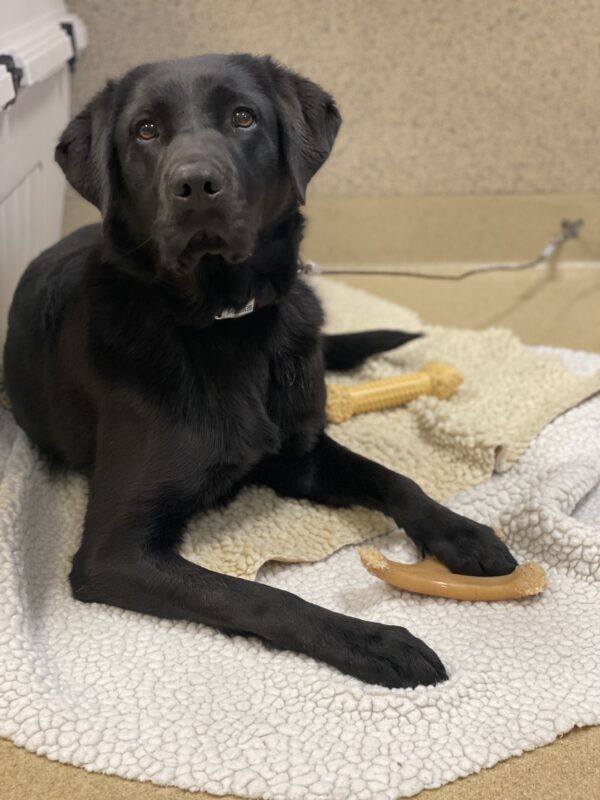 <p>Gemstone lies on fleece rugs with various Nylabones around her feet. She is looking slightly above the camera.</p>