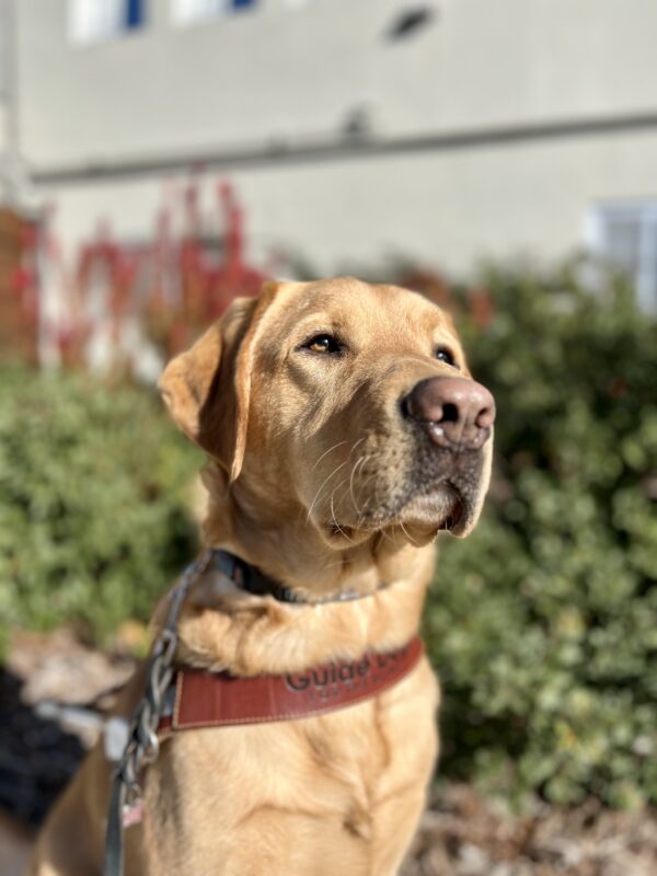 Devo sits in harness looking off in the distance. Behind him are green bushes.