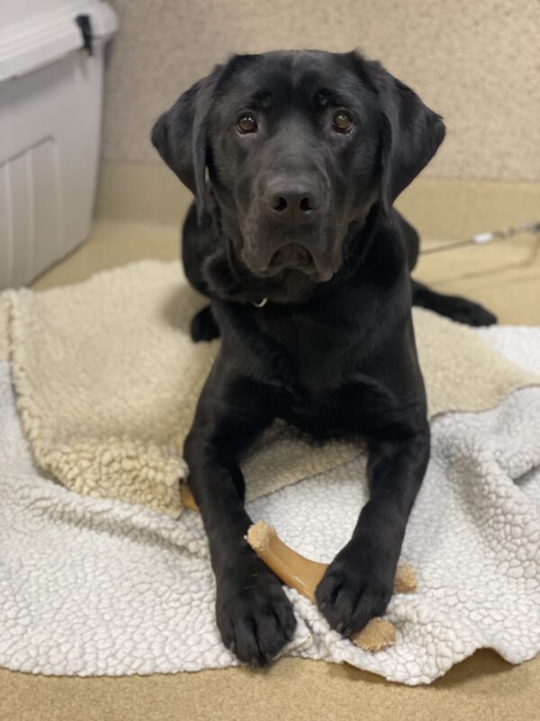 <p>Neptune lies on fleece rugs with a Nylabone between his paws. He is looking directly at the camera.</p>