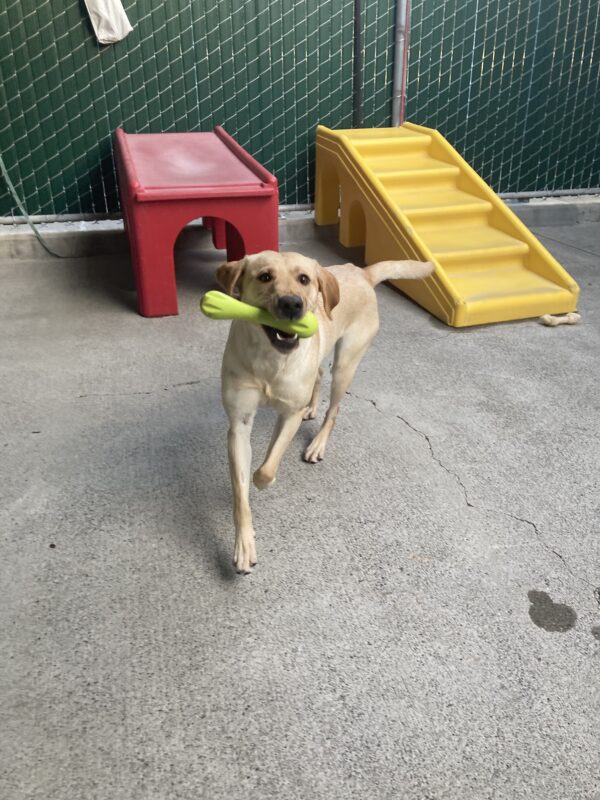 Scholar is running around in community run with a green west paw bone.