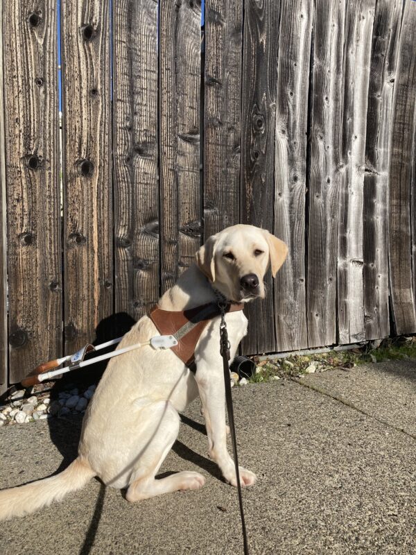 England sits in harness in front of a wooden fence in a residential neighborhood.