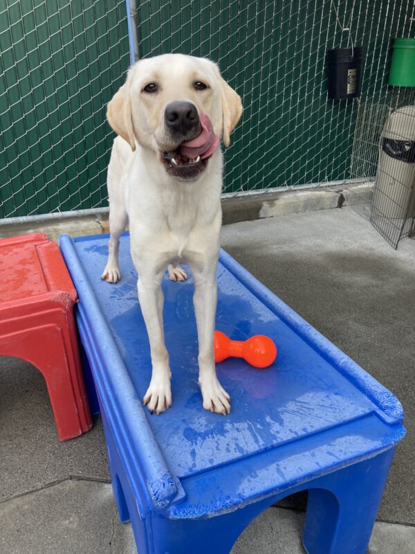 England is standing on a blue play structure in community run with an orange ruff dawg barbell toy next to him.