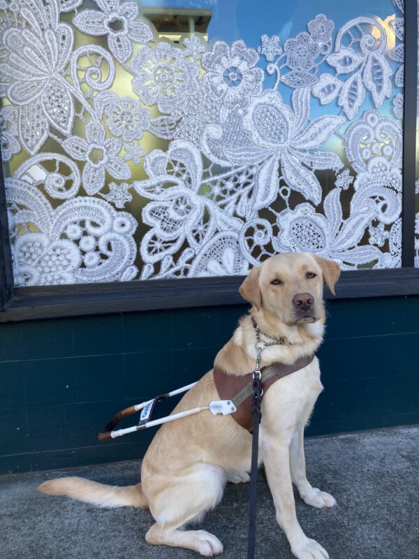 Gertie sits in harness in front of a buisuness window with a floral pattern painted in white.
