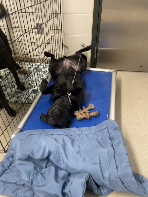 Venice is upside down, laying on her back, showing her belly, while on tie down in the kennel. She is laying on a bright blue dog bed with two Nylabones laying next to her. The picture is a little blurry from her wiggling which has also pushed off a baby blue softer dog mat halfway off the bright blue dog bed.