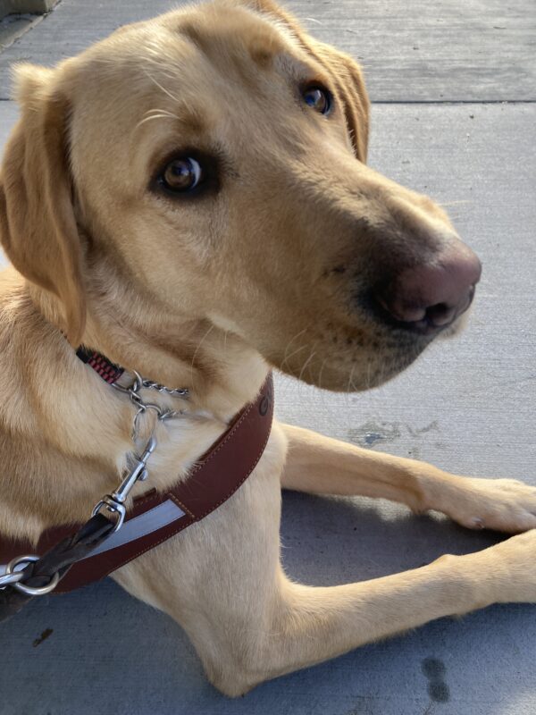 Leonardo is laying down in harness with his cute profile toward the camera.